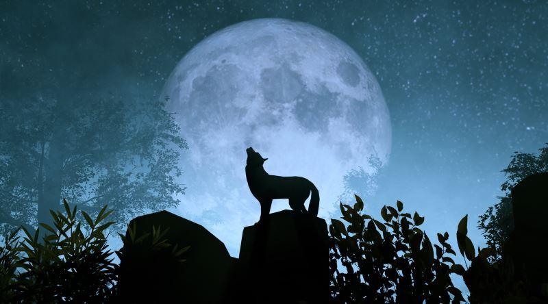 Türk Kültürü ve Kurt Kavramı İlişkisi