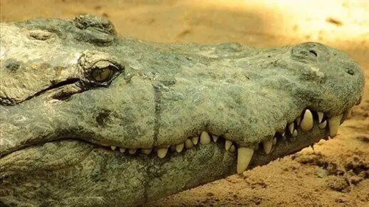 Timsahlar Gerçekten Ağlar Mı?